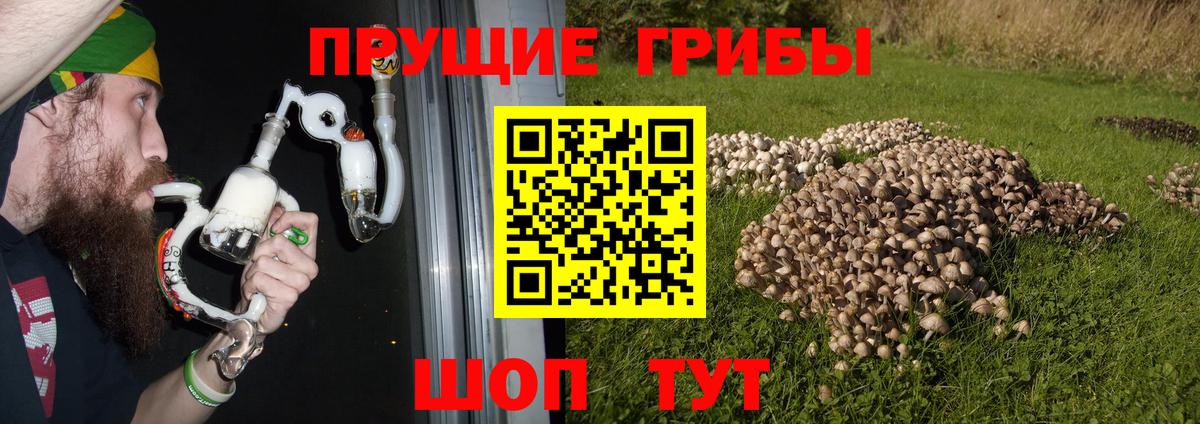 Галлюциногенные грибы Psilocybe Урус-Мартан